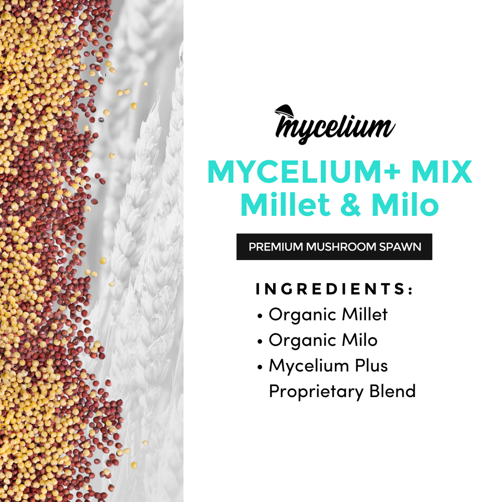 
                      
                        Mycelium+ Millet/Milo Grain Mix
                      
                    