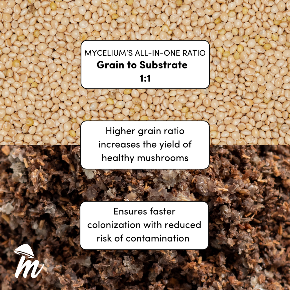 
                      
                        Amauroderma Rude Mushroom Grow Kit - Oak & Soy Hull with Millet Grain
                      
                    