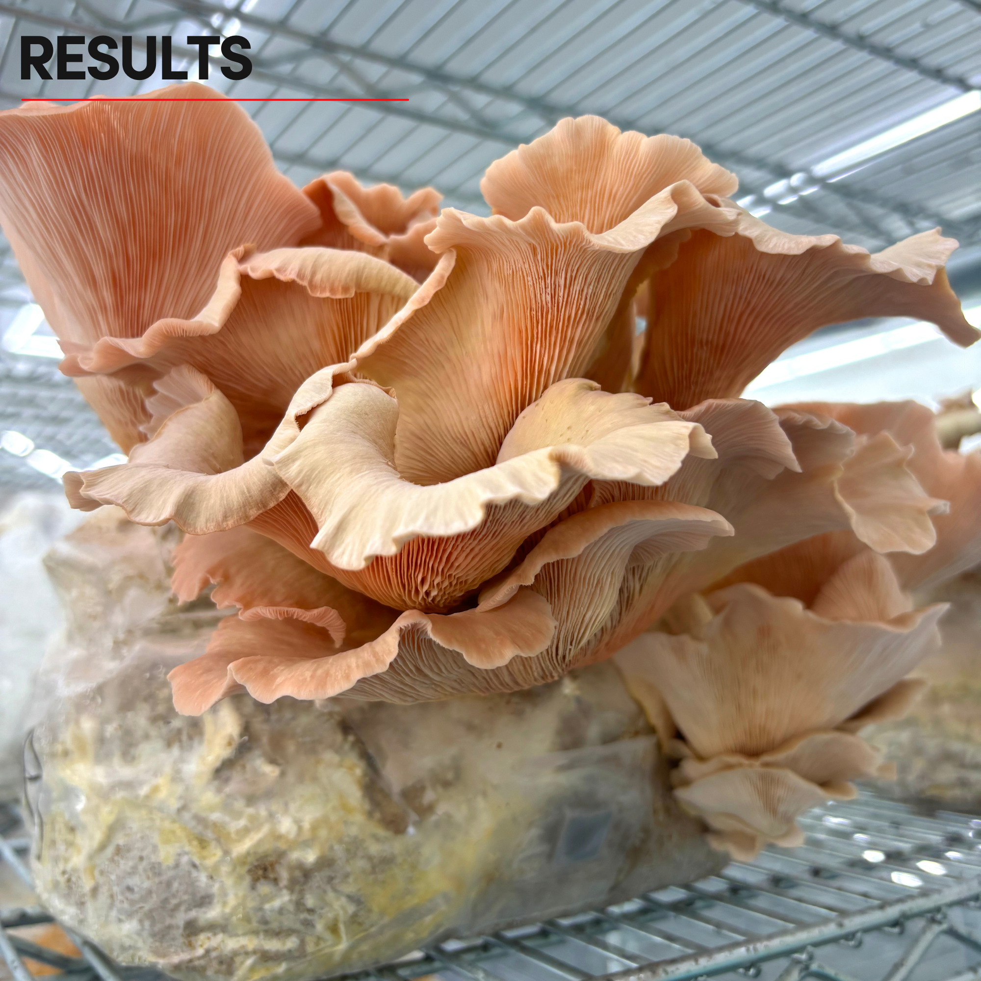 Oak & Soy with Milo Grain All-In-One Bag – Mycelium Life