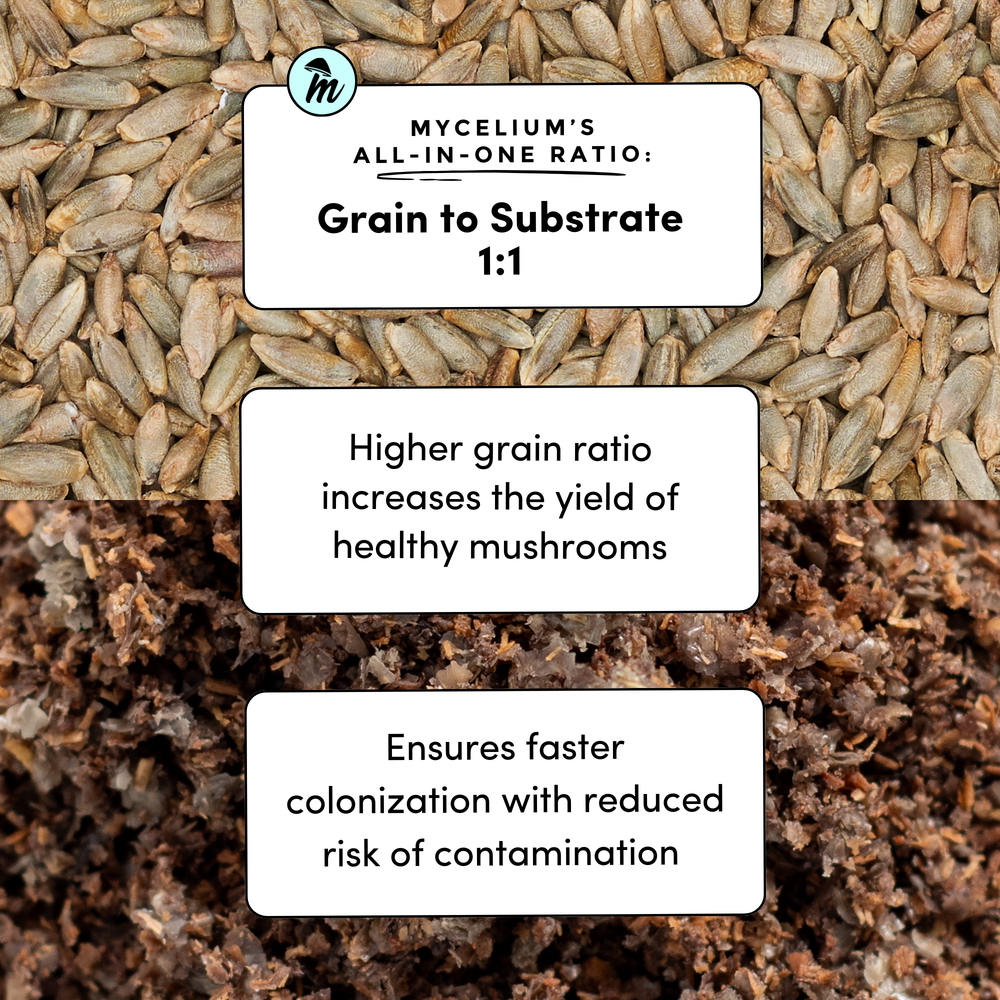 
                      
                        Oak & Soy with Rye Berries Grain All-In-One Bag
                      
                    