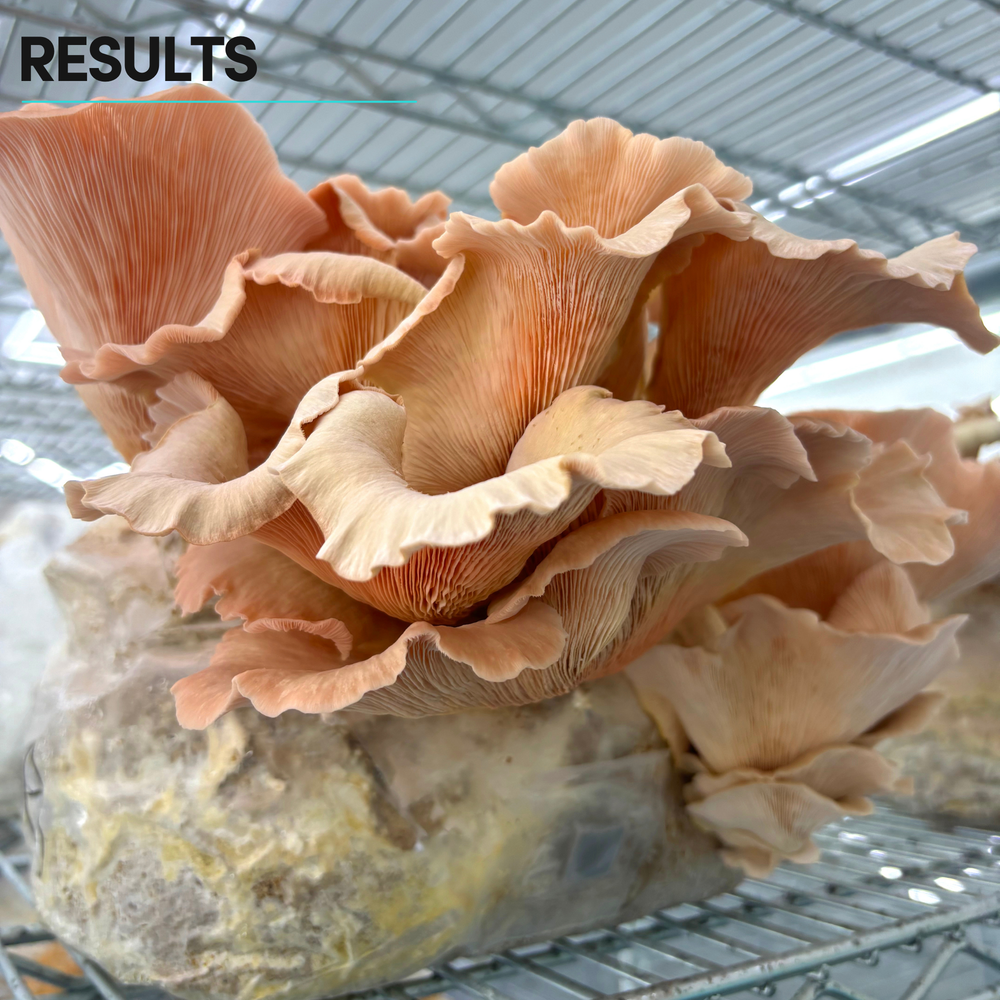 Mycelium+ Oak & Soy with Millet/Milo Grain All-In-One Bag