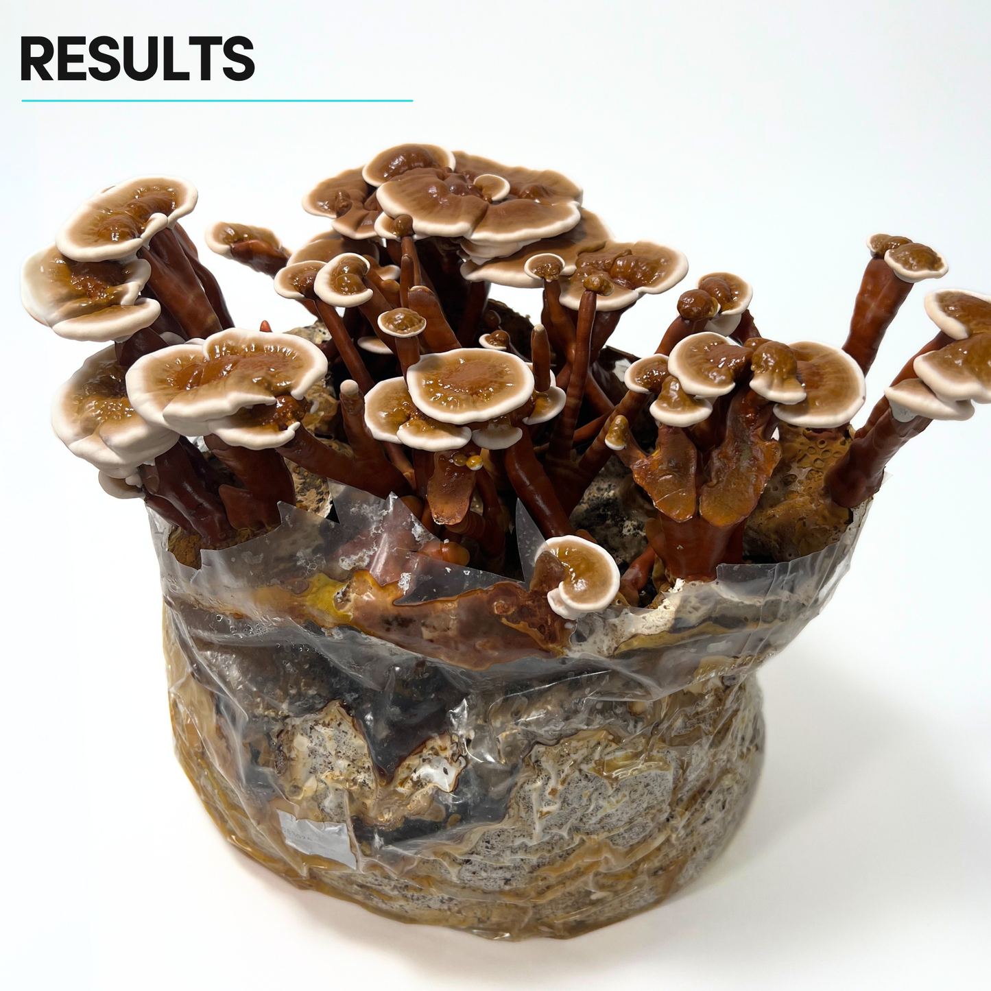 Mycelium+ Alder & Soy with Millet/Milo Grain All-In-One Bag