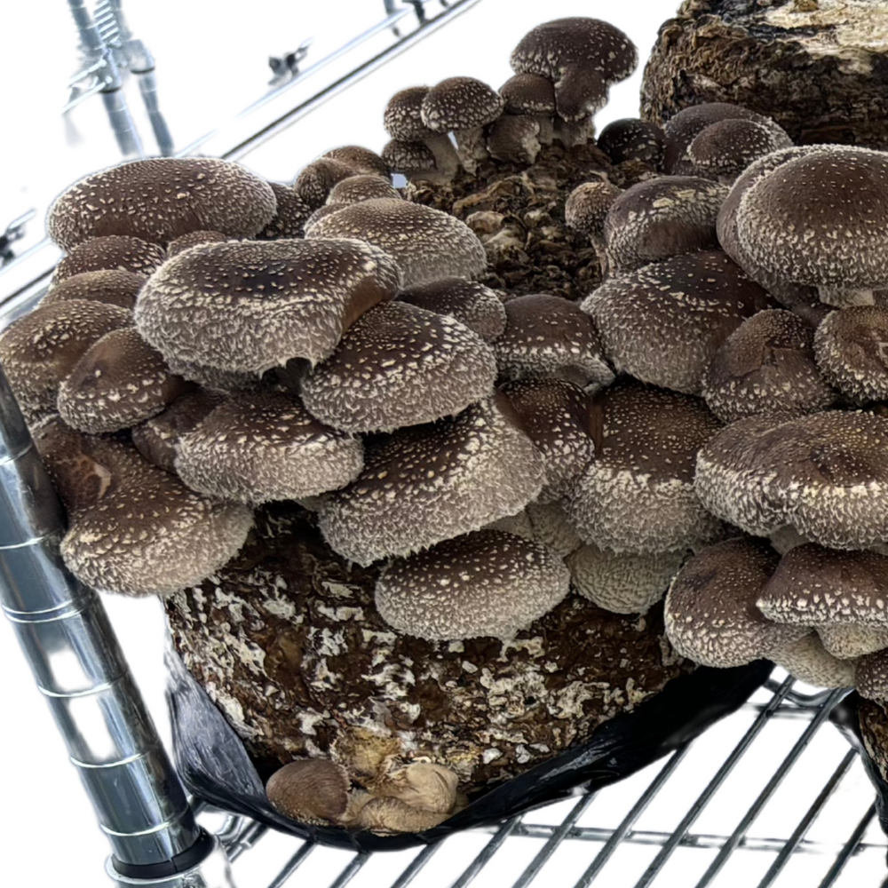 
                      
                        Mycelium+ Alder & Soy Hull Masters Mix - 6 LBS
                      
                    