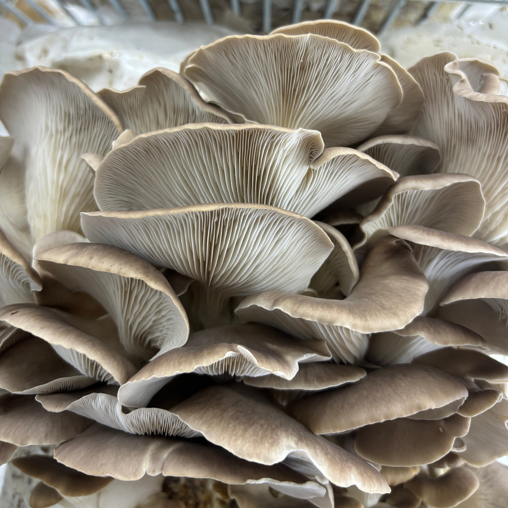 
                      
                        Mycelium+ Alder & Soy Hull Masters Mix - 6 LBS
                      
                    