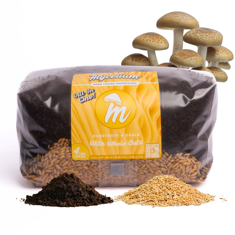 
                      
                        CVG Substrate & Whole Oats Grain All-In-One Bag
                      
                    