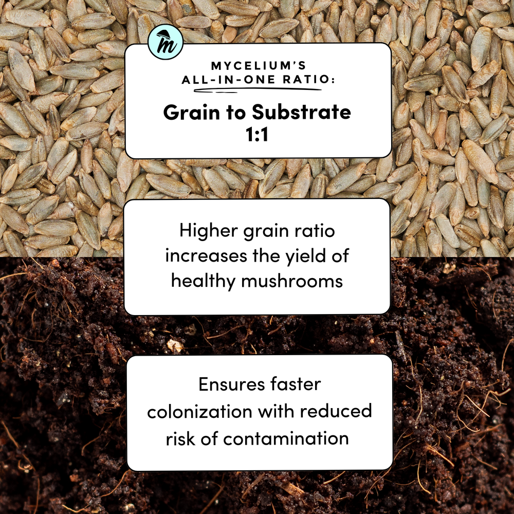 
                      
                        CVG Substrate & Rye Berries Grain All-In-One Bag
                      
                    