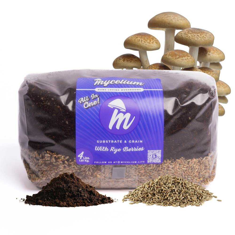 
                      
                        CVG Substrate & Rye Berries Grain All-In-One Bag
                      
                    