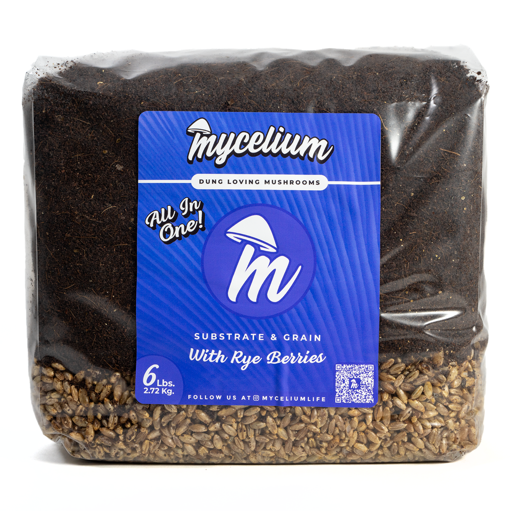 
                      
                        CVG Substrate & Rye Berries Grain All-In-One Bag
                      
                    