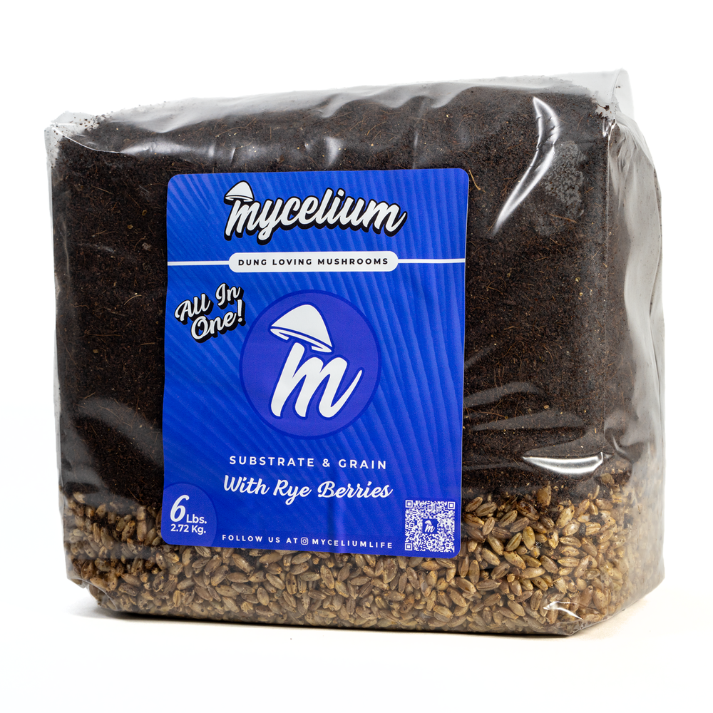 CVG Substrate & Rye Berries Grain All-In-One Bag