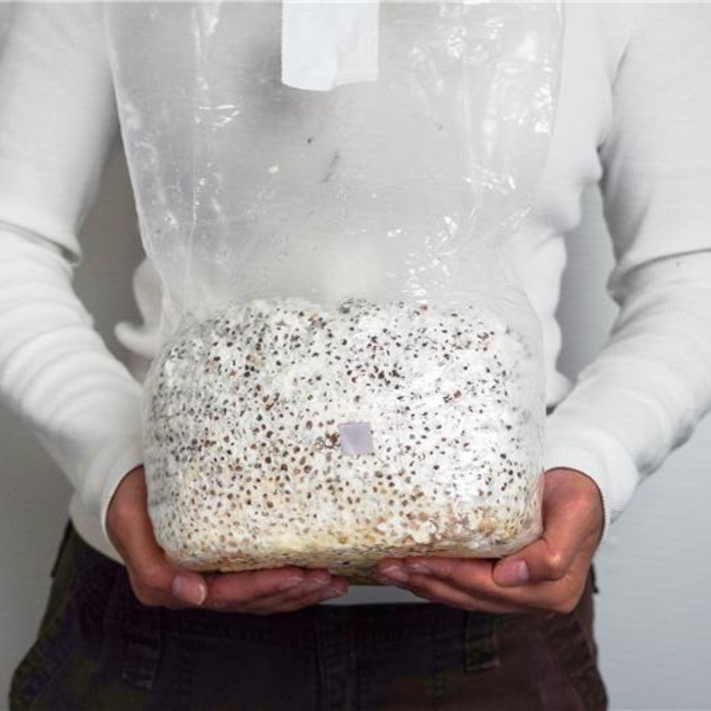 
                      
                        CVG Substrate & Whole Oats Grain Bundle
                      
                    