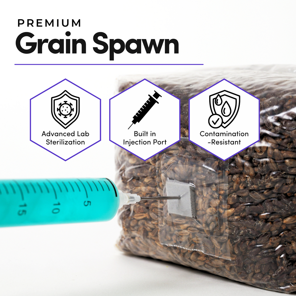 
                      
                        CVG Substrate & Rye Berries Grain Bundle
                      
                    
