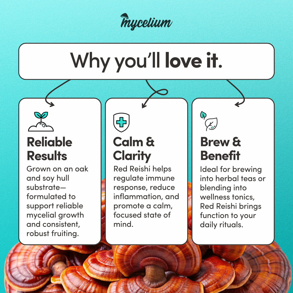 
                      
                        Red Reishi Mushroom Grow Kit - Oak & Soy Hull with Millet Grain
                      
                    