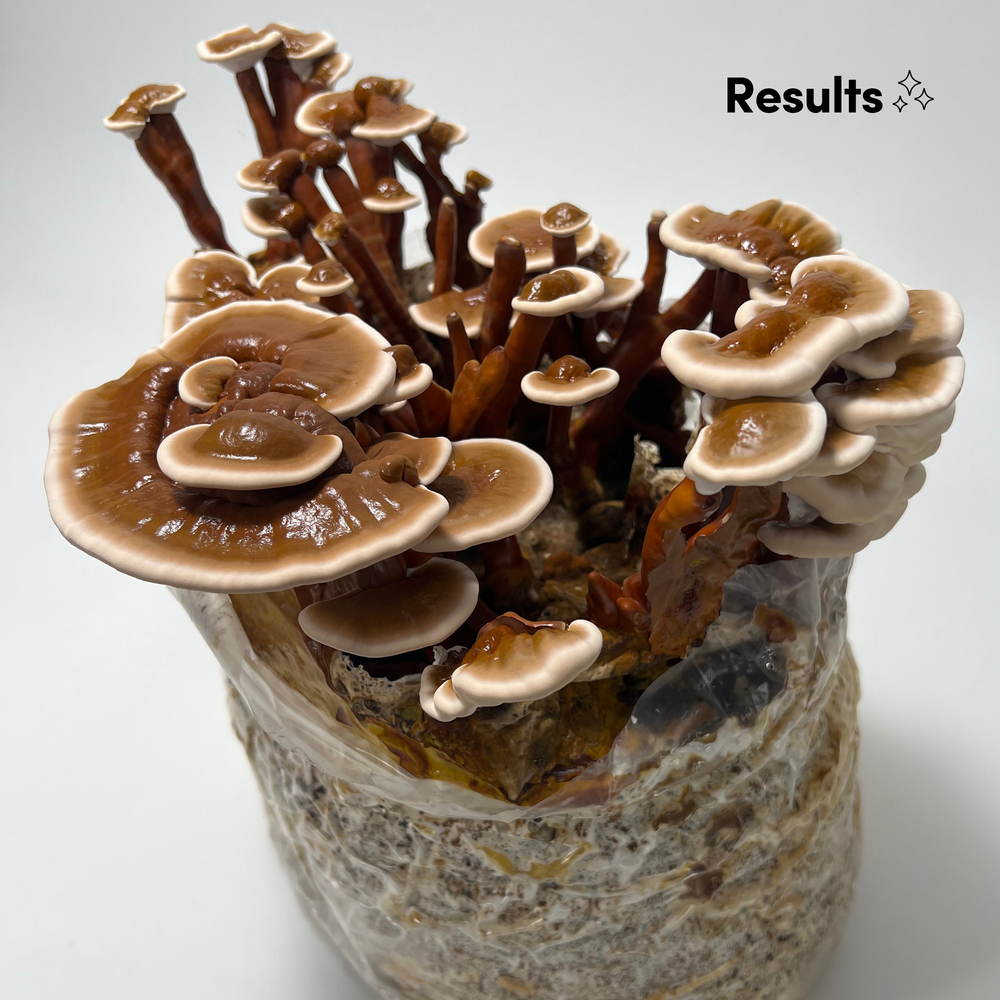 
                      
                        Red Reishi Mushroom Grow Kit - Oak & Soy Hull with Millet Grain
                      
                    