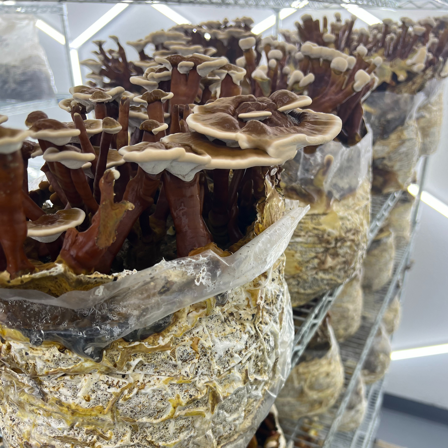Red Reishi Mushroom Grow Kit - Oak & Soy Hull with Millet Grain