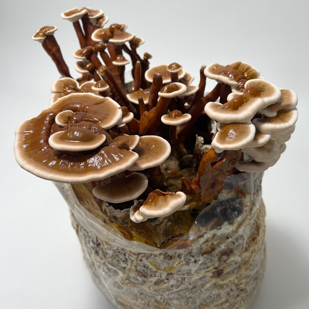 
                      
                        Red Reishi Mushroom Grow Kit - Oak & Soy Hull with Millet Grain
                      
                    