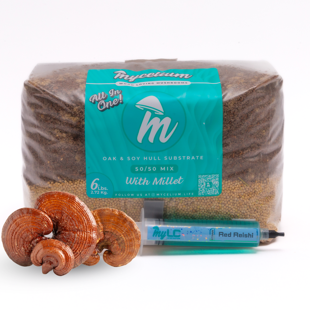 Red Reishi Mushroom Grow Kit - Oak & Soy Hull with Millet Grain