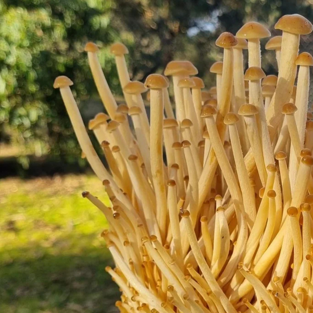 Golden Enoki Mushroom Grow Kit - Alder & Soy Hull with Millet/Milo