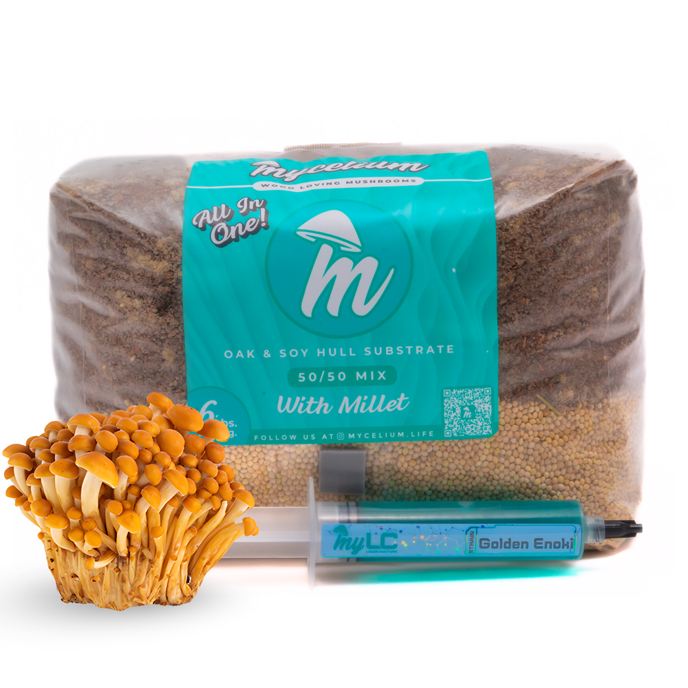 Golden Enoki Mushroom Grow Kit - Oak & Soy Hull with Millet Grain