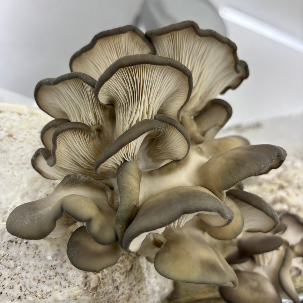 Blue Oyster Mushroom Grow Kit - Oak & Soy Hull with Millet Grain