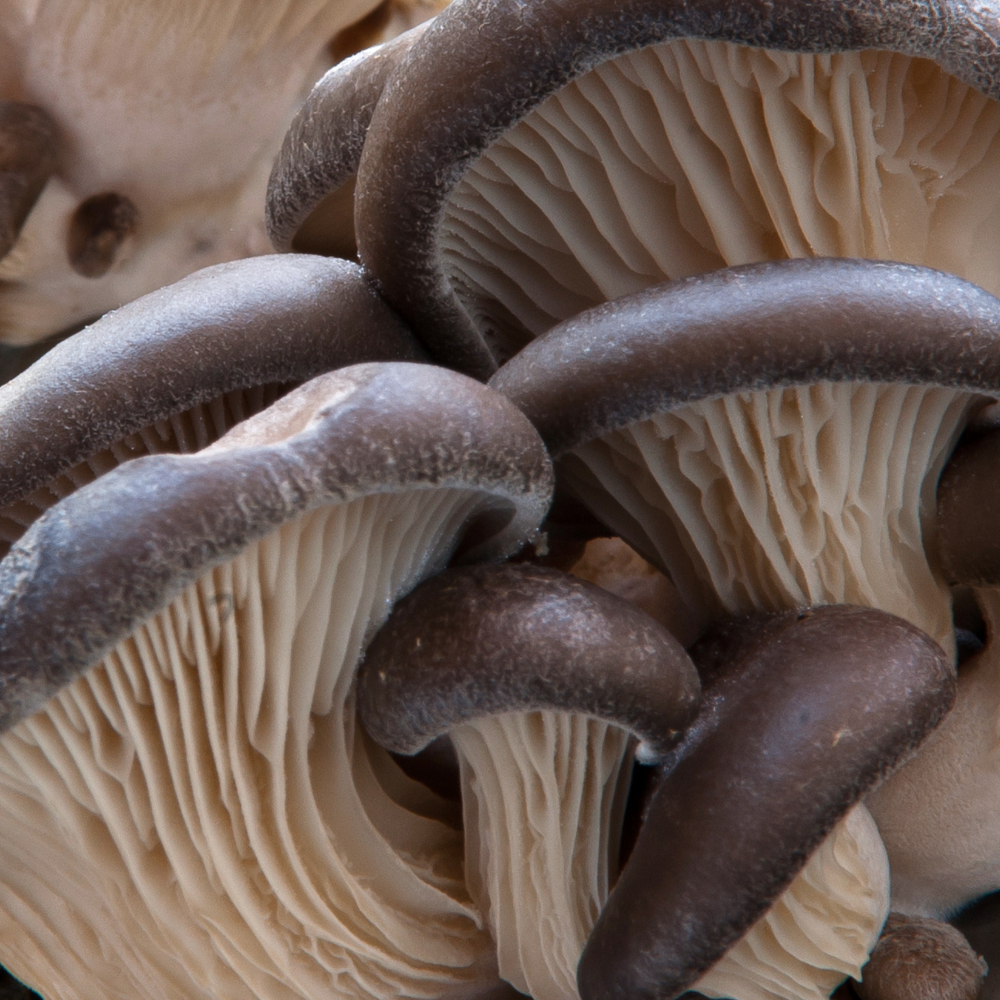 
                      
                        Blue Oyster Mushroom Grow Kit - Oak & Soy Hull with Millet Grain
                      
                    