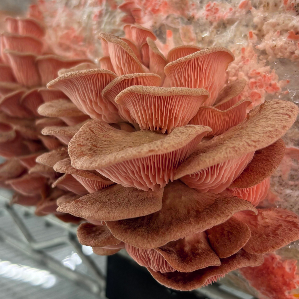 Pink Oyster Mushroom Grow Kit - Oak & Soy Hull with Millet Grain