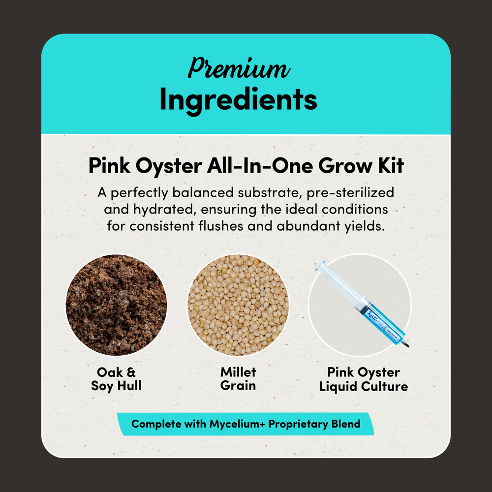 
                      
                        Pink Oyster Mushroom Grow Kit - Oak & Soy Hull with Millet Grain
                      
                    