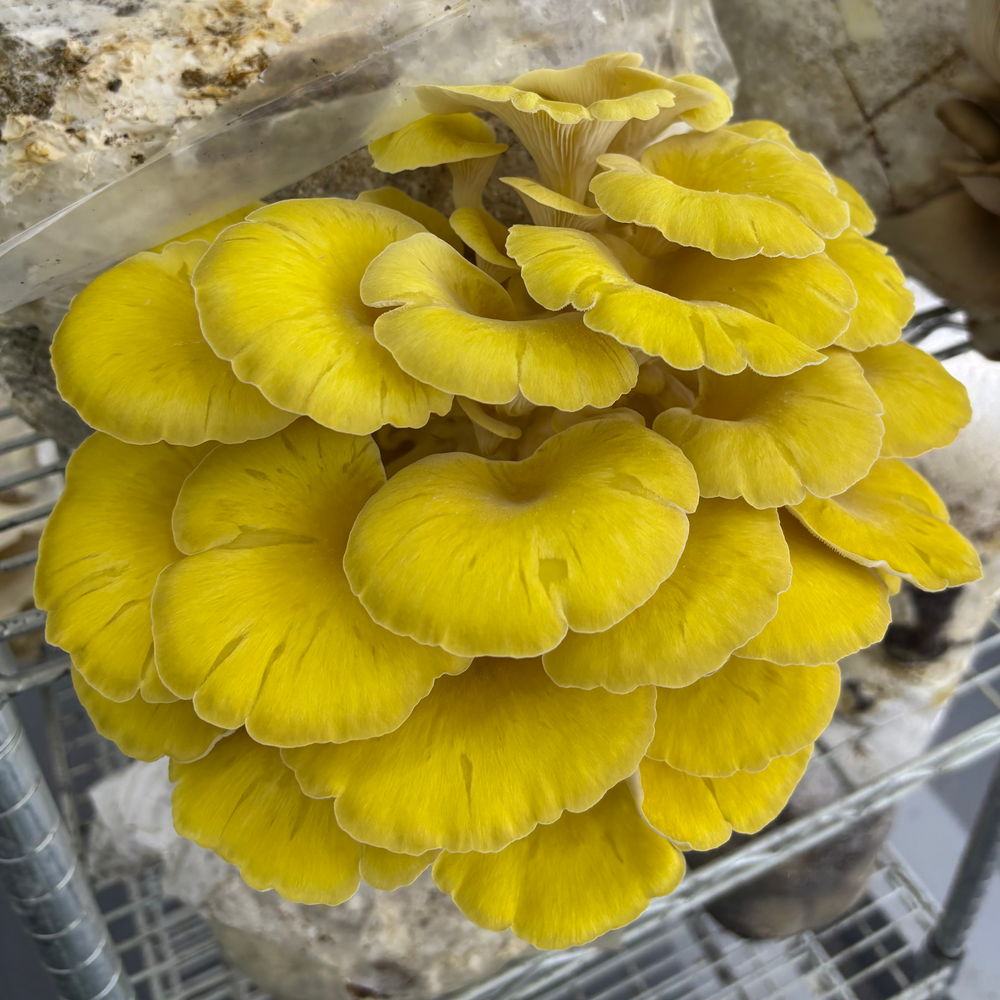 Yellow Oyster Mushroom Grow Kit - Oak & Soy Hull with Millet Grain