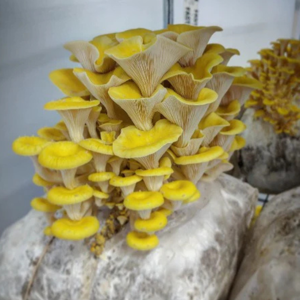 
                      
                        Yellow Oyster Mushroom Grow Kit - Oak & Soy Hull with Millet Grain
                      
                    
