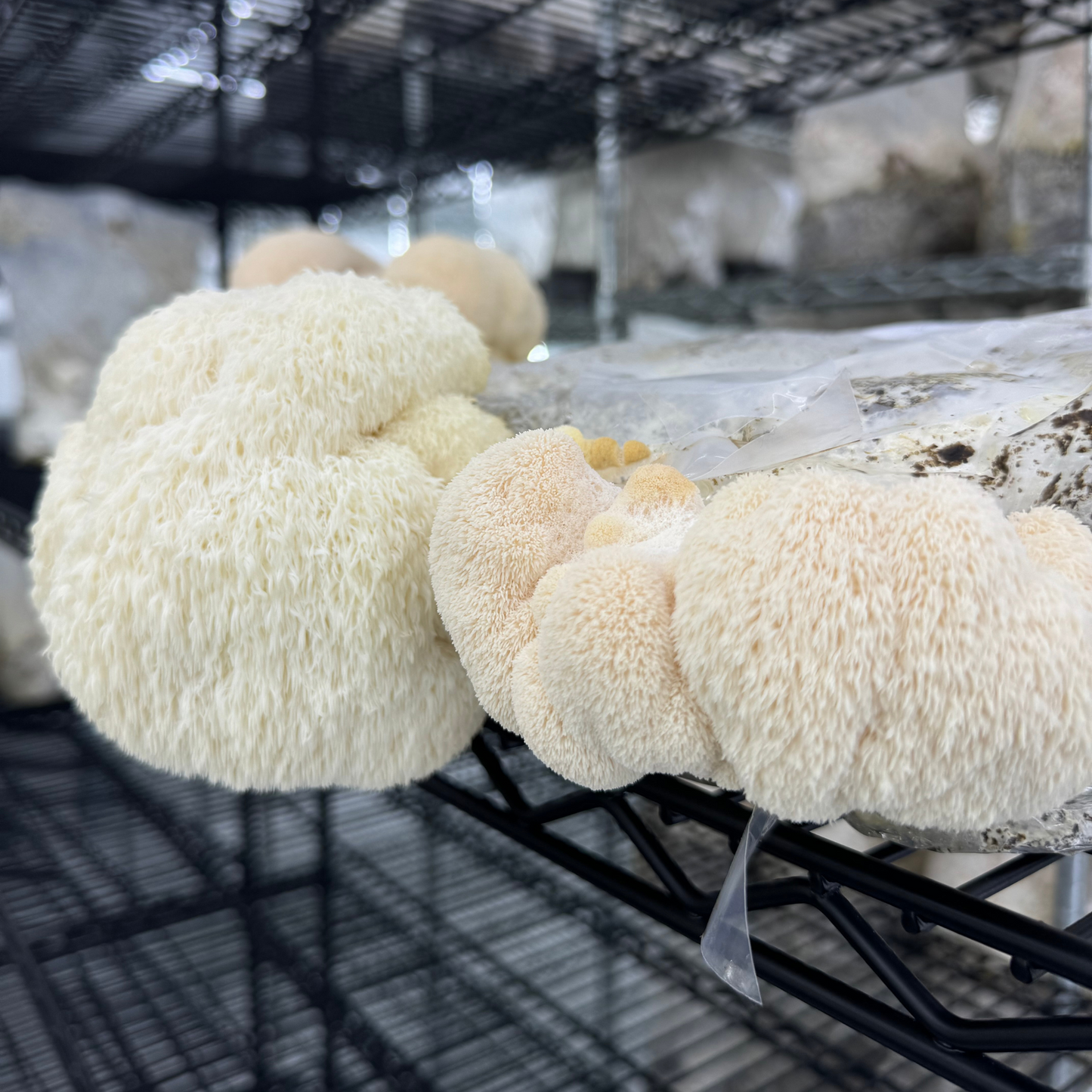 Lions Mane Mushroom Grow Kit - Oak & Soy Hull with Millet Grain