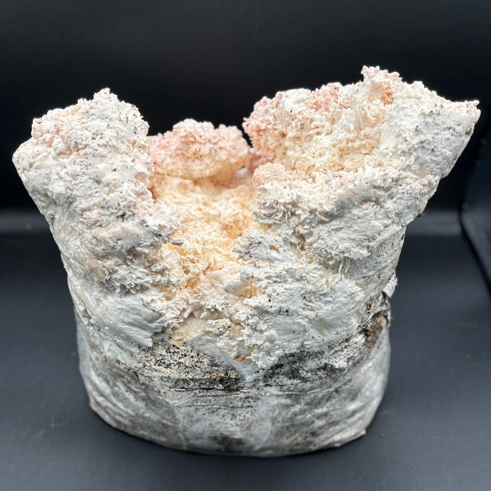
                      
                        Lions Mane Mushroom Grow Kit - Oak & Soy Hull with Millet Grain
                      
                    