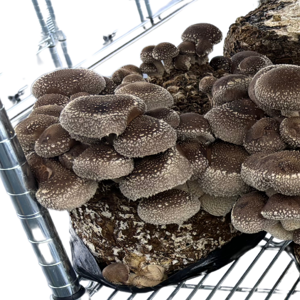 Shiitake Mushroom Grow Kit - Oak & Soy Hull with Millet Grain
