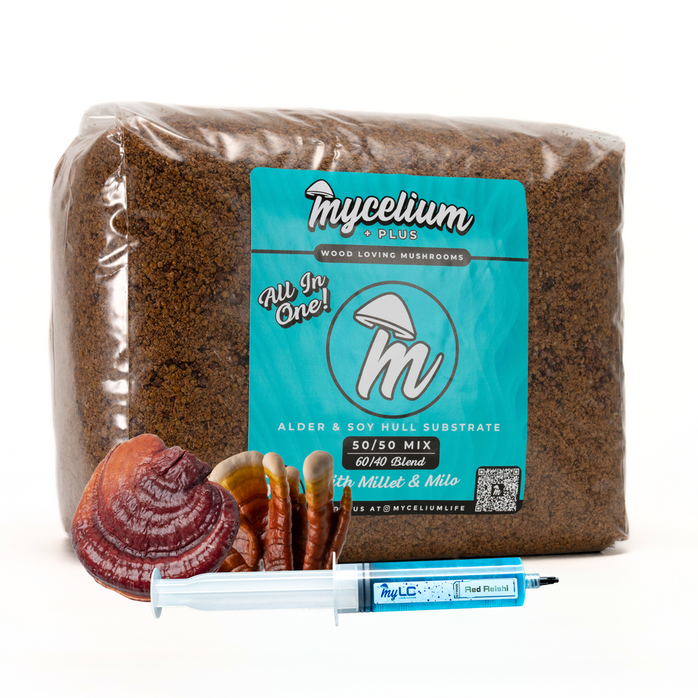 
                      
                        Red Reishi Mushroom Grow Kit - Alder & Soy Hull with Millet/Milo Grain
                      
                    