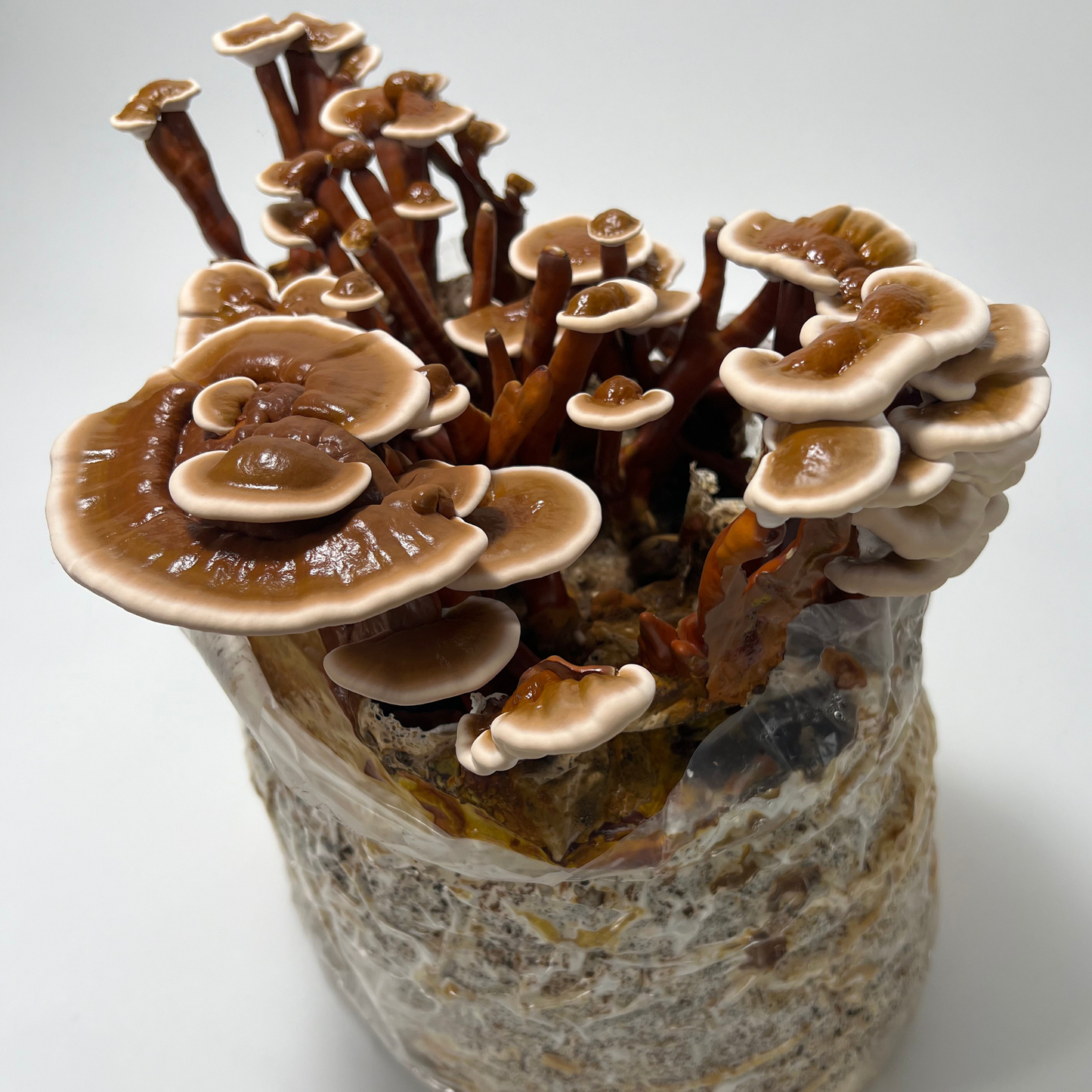 Red Reishi Mushroom Grow Kit - Alder & Soy Hull with Millet/Milo