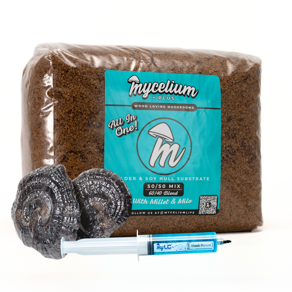 
                      
                        Black Reishi Mushroom Grow Kit - Alder & Soy Hull with Millet/Milo Grain
                      
                    