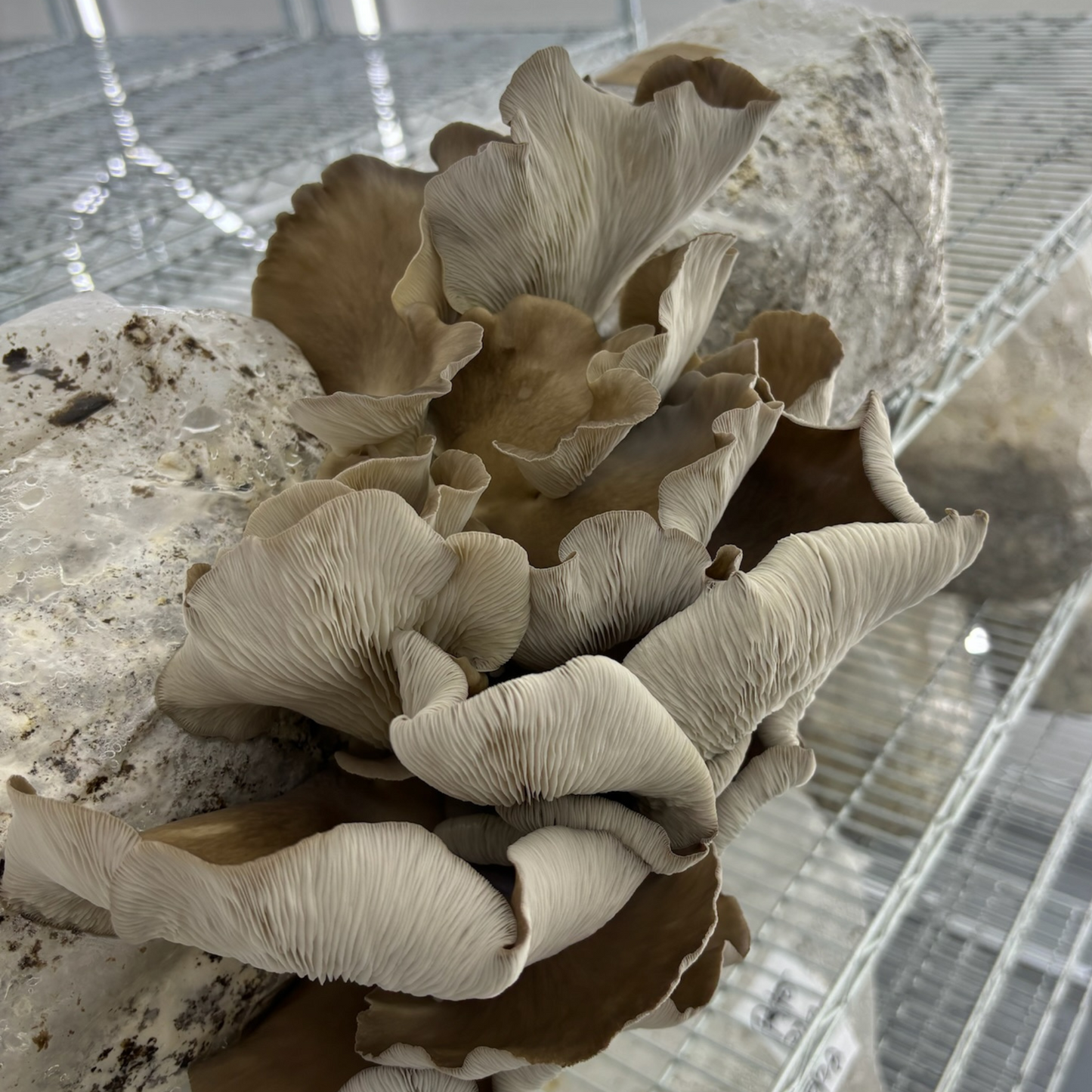 Blue Oyster Mushroom Grow Kit - Alder & Soy Hull with Millet/Milo