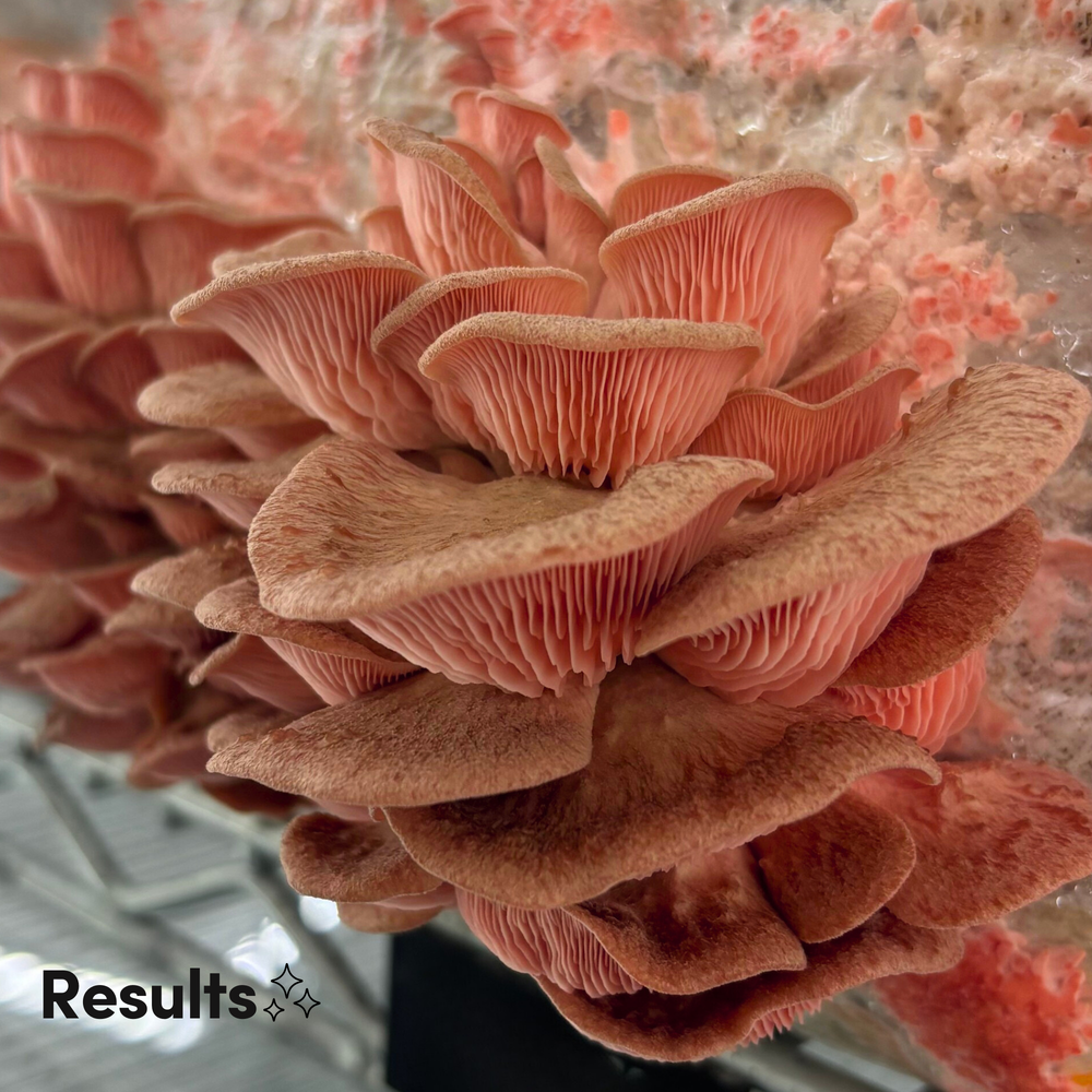 
                      
                        Pink Oyster Mushroom Grow Kit - Alder & Soy Hull with Millet/Milo
                      
                    