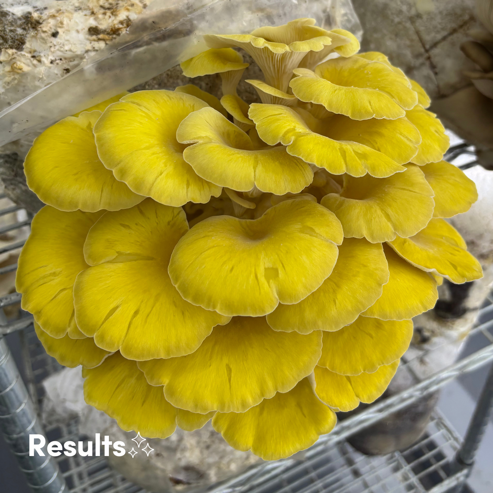 
                      
                        Yellow Oyster Mushroom Grow Kit - Alder & Soy Hull with Millet/Milo
                      
                    