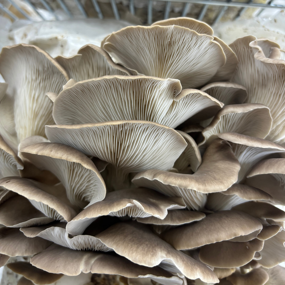 Snow Oyster Mushroom Grow Kit - Oak & Soy Hull with Millet Grain
