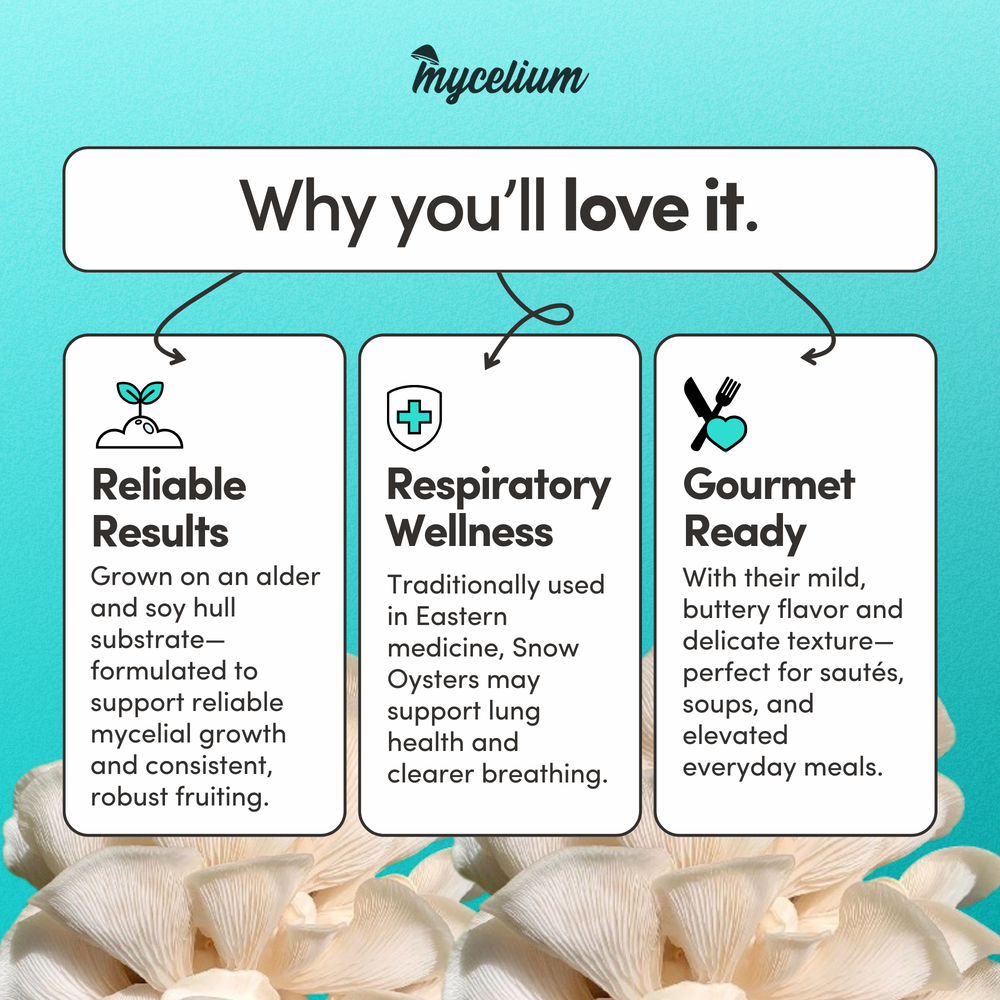 
                      
                        Snow Oyster Mushroom Grow Kit - Alder & Soy Hull with Millet/Milo
                      
                    