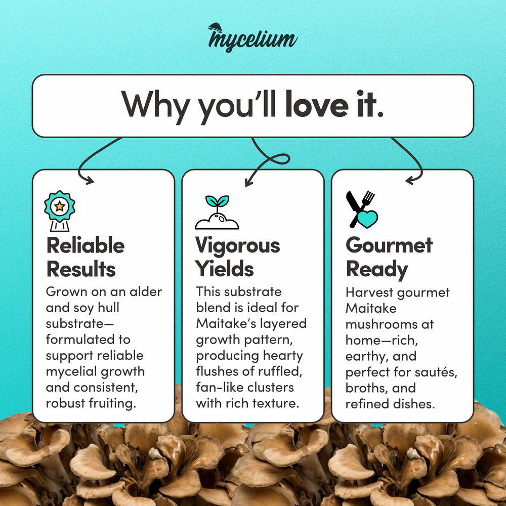 
                      
                        Maitake Mushroom Grow Kit - Alder & Soy Hull with Millet/Milo
                      
                    