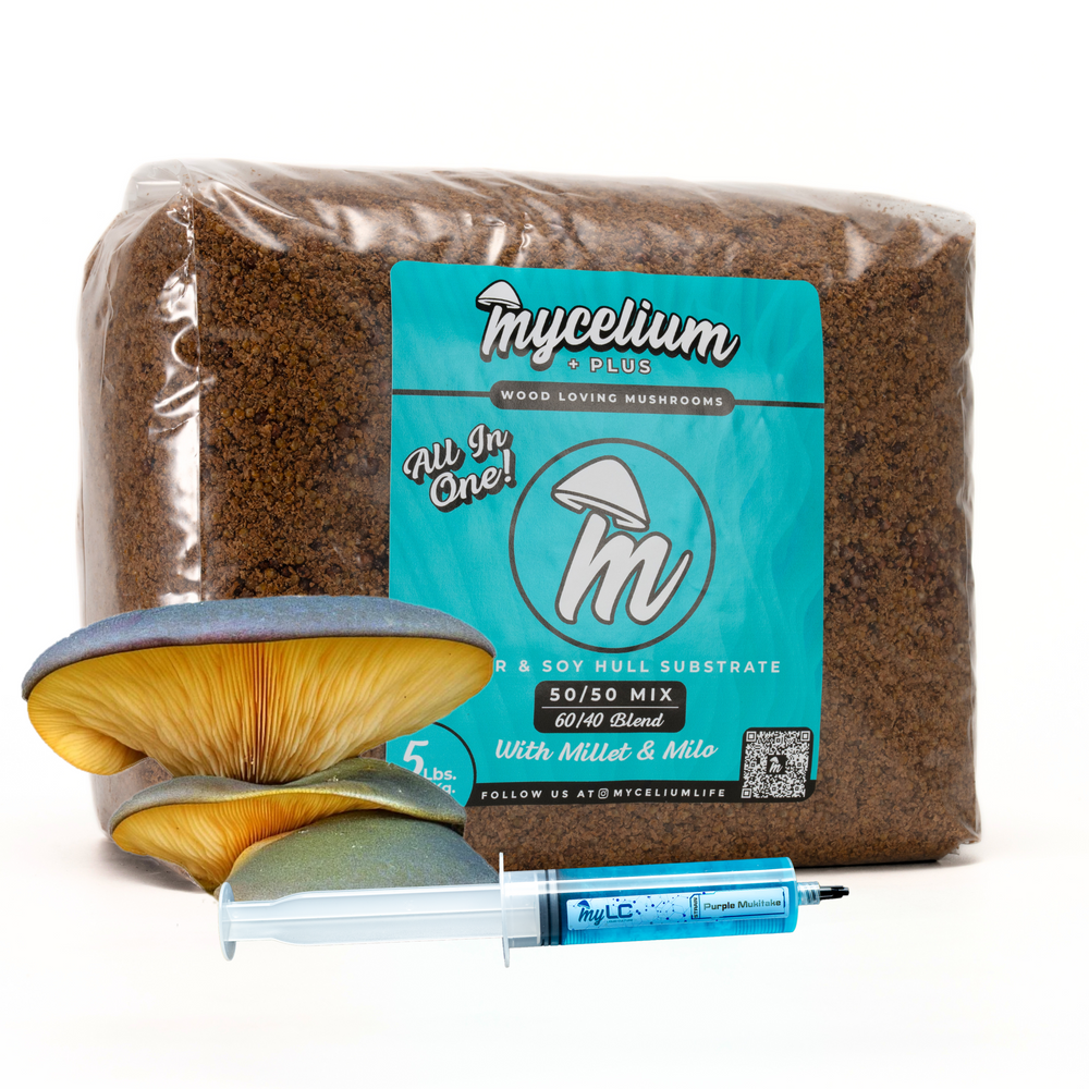 
                      
                        Purple Mukitake Mushroom Grow Kit - Alder & Soy Hull with Millet/Milo Grain
                      
                    