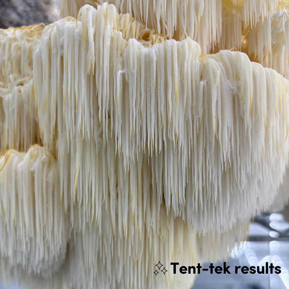 Lion's Mane Mushroom Grow Kit - Alder & Soy Hull with Mycelium+ Millet & Milo Grain