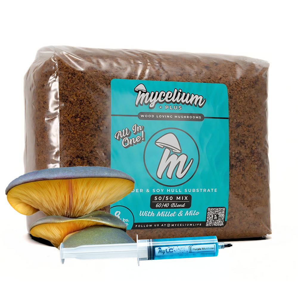 
                      
                        Purple Mukitake Mushroom Grow Kit - Alder & Soy Hull with Millet/Milo Grain
                      
                    