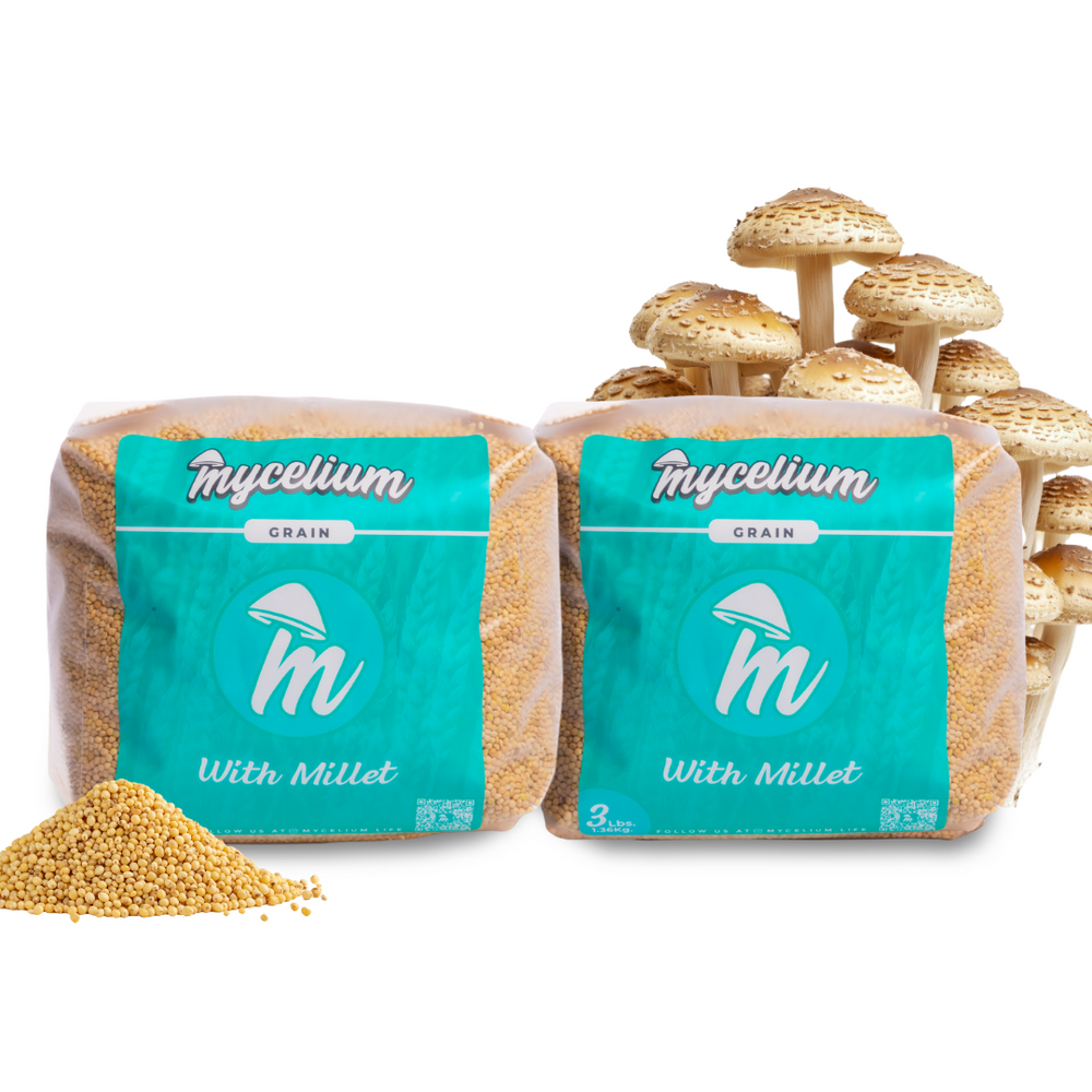 
                      
                        Sterile Millet Grain Spawn
                      
                    