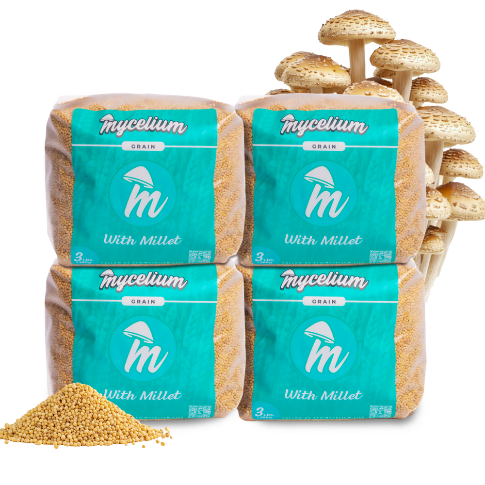
                      
                        Sterile Millet Grain Spawn
                      
                    