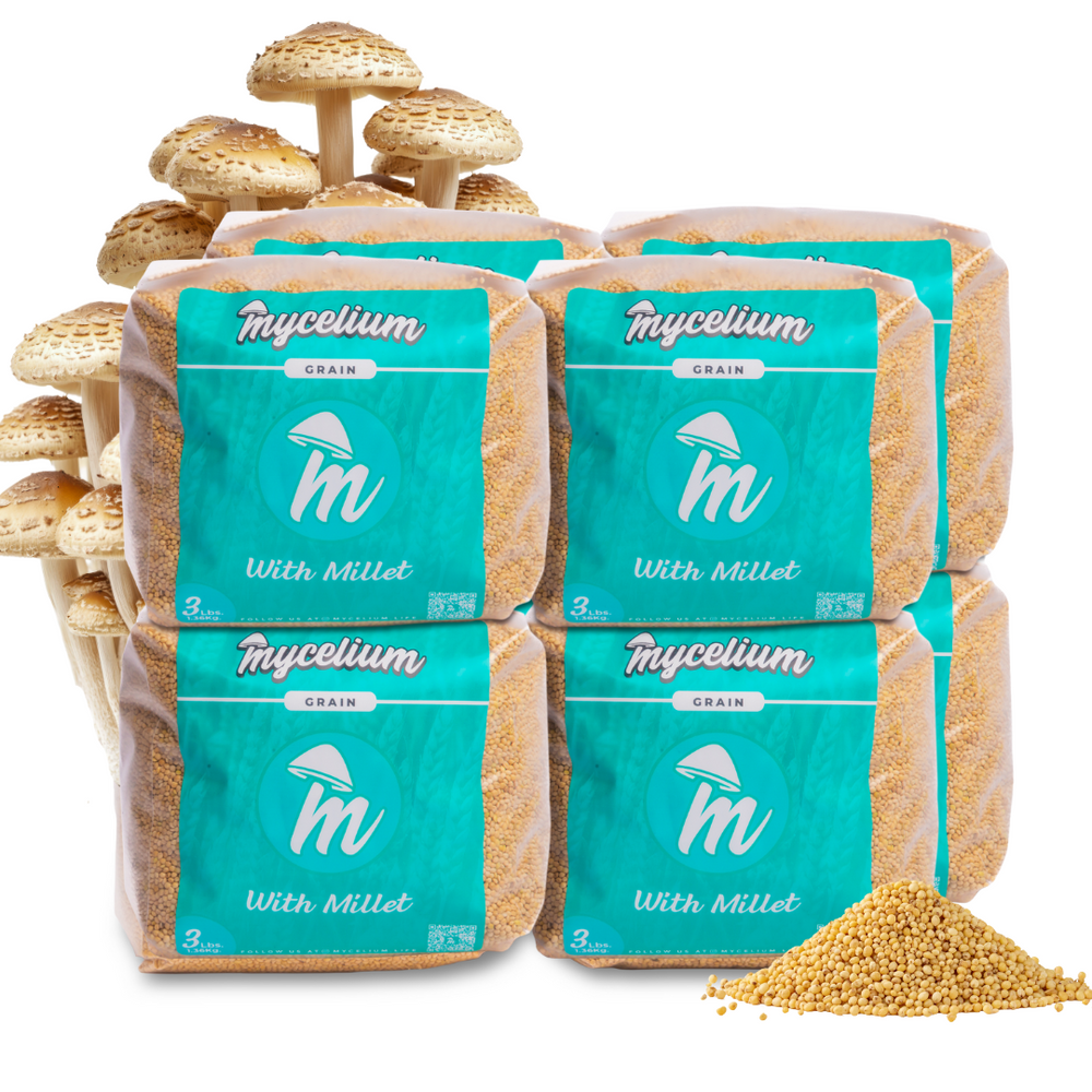 
                      
                        Sterile Millet Grain Spawn
                      
                    