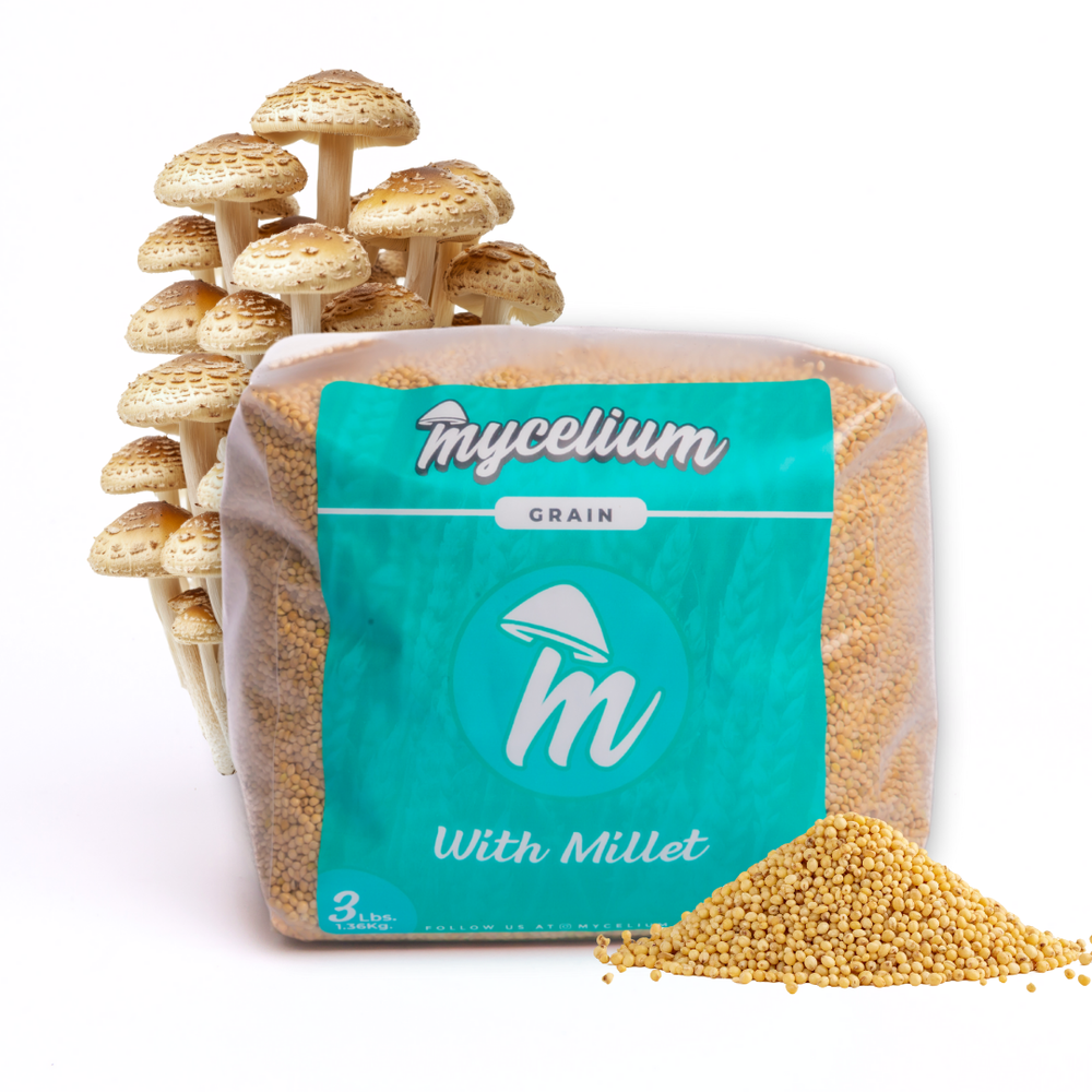 
                      
                        Sterile Millet Grain Spawn
                      
                    