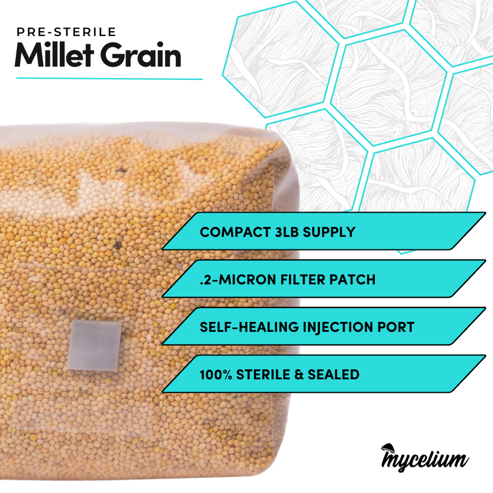 
                      
                        Sterile Millet Grain Spawn
                      
                    