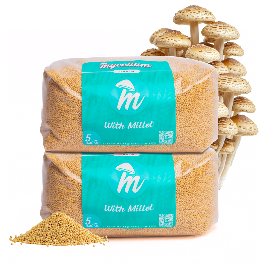 
                      
                        Sterile Millet Grain Spawn
                      
                    