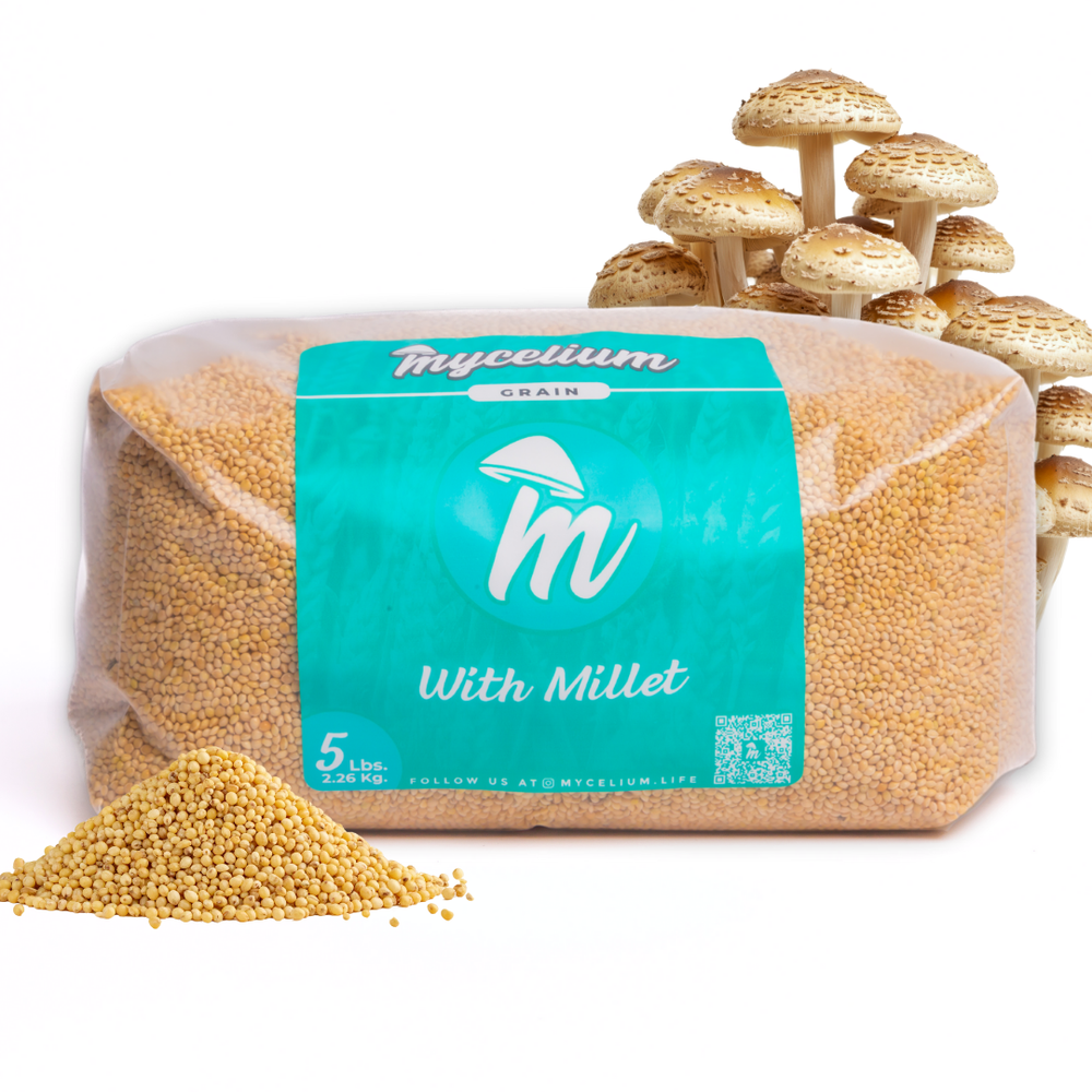 Sterile Millet Grain Spawn